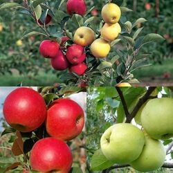 Яблоня многосортовая (три сорта на дереве)